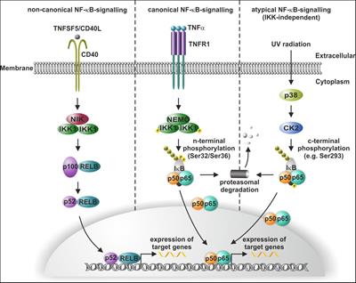 NF-κB in neurodegenerative diseases: Recent evidence from human genetics